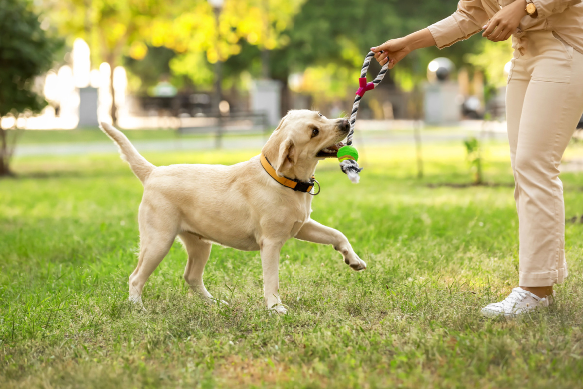 You are currently viewing Dog Park Safety: Tips for Preventing Dog Bite Incidents in Iowa